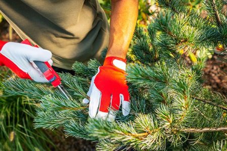 photo of pruning evergreens