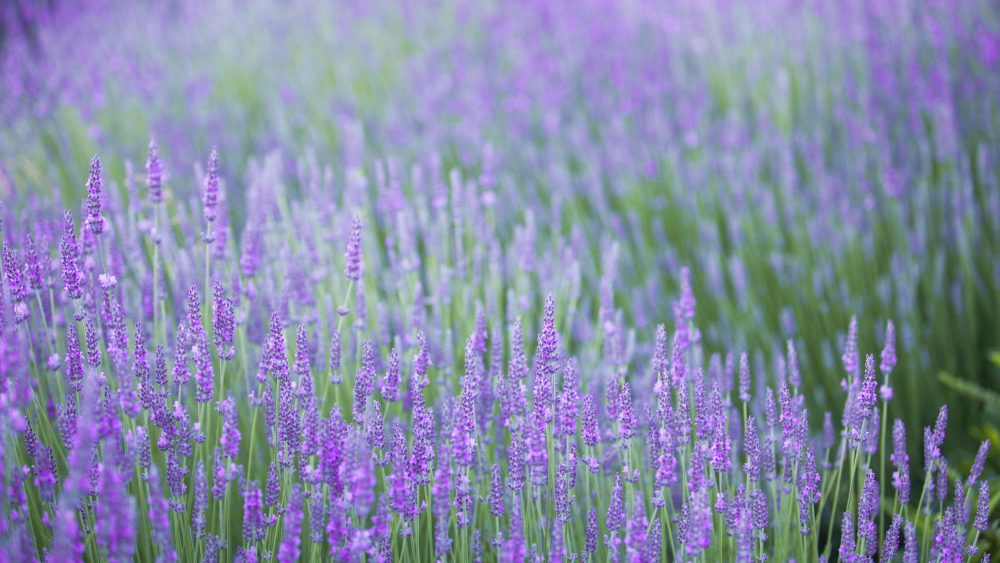 Deer-resistant lavender