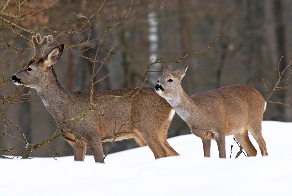 How Cold is Too Cold for Deer? Survival Tips for Winter.