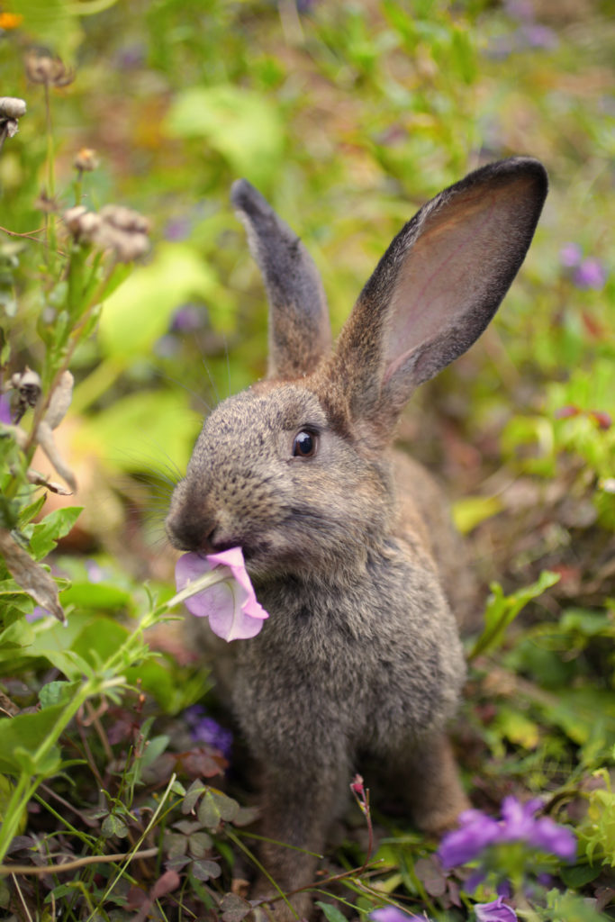 Find out how to keep rabbits out of your garden, so your plants stay healthy and nibble free.