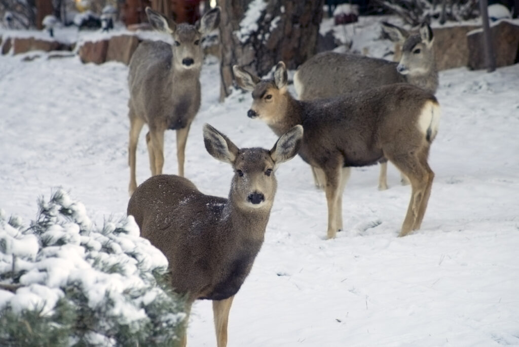 Deer will forage in the garden even with snow on the ground.