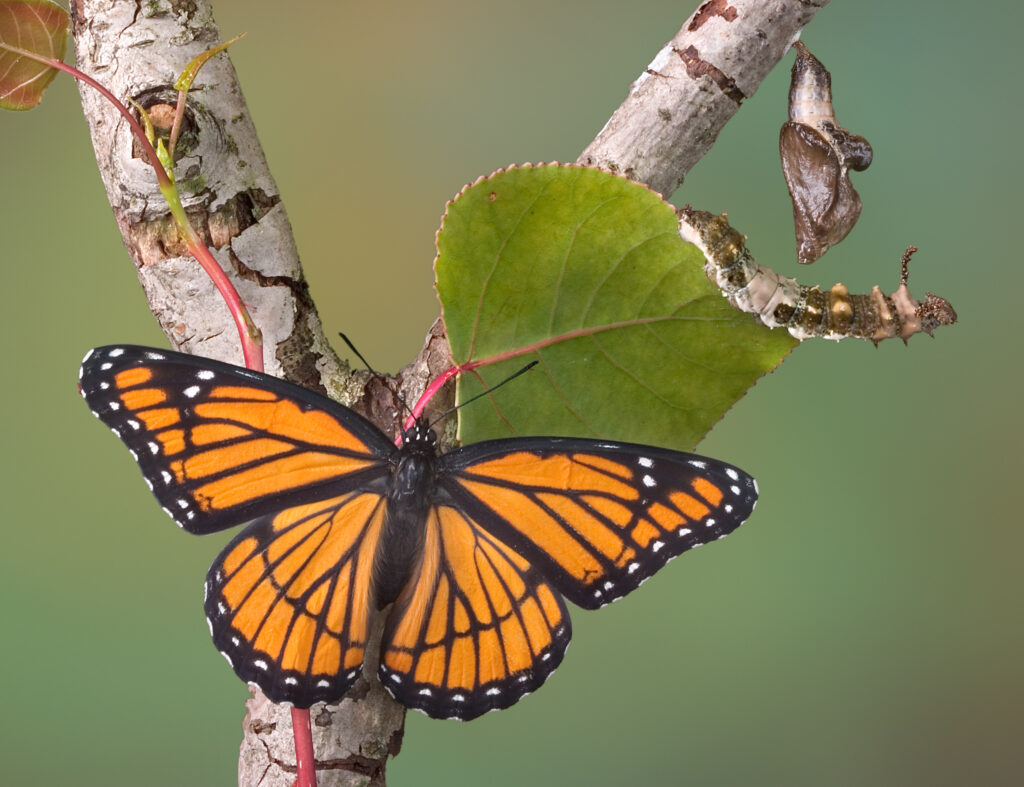 Butterflies and other pollinators will visit native plants for food and shelter.