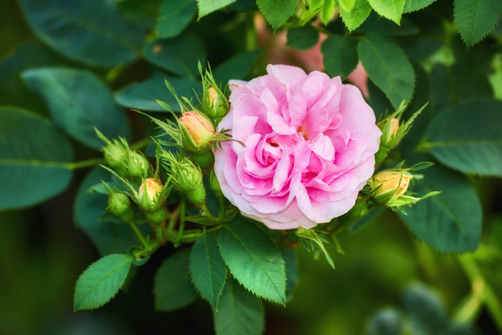 Growing beautiful, healthy roses can be easy. Follow some simple care steps and keep the roses protected from deer and insects.