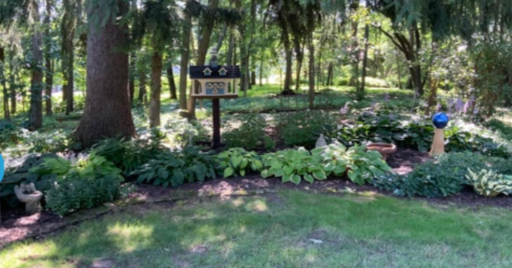 A healthy, beautiful Hosta garden under a tree, made possible by using Bobbex deer repellent to keep the deer from eating the plants.