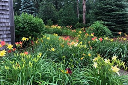 A healthy, colorful daylily garden is possible when you follow a few tips for keeping them healthy and protected from hungry deer.