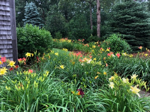 A healthy, colorful daylily garden is possible when you follow a few tips for keeping them healthy and protected from hungry deer.