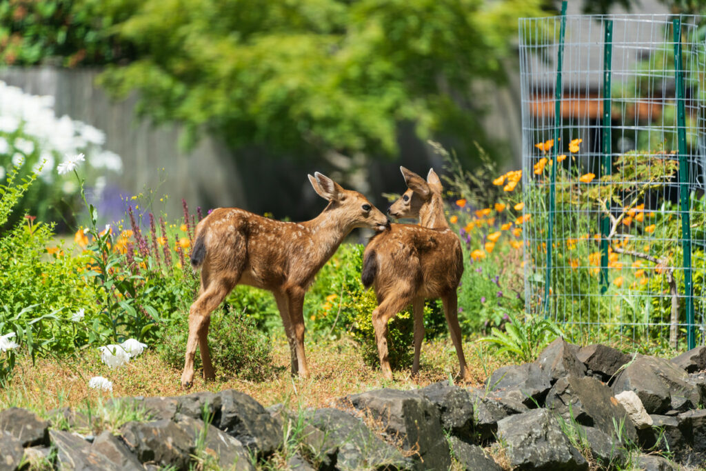 Deter Deer from your garden before they destroy all your plants.