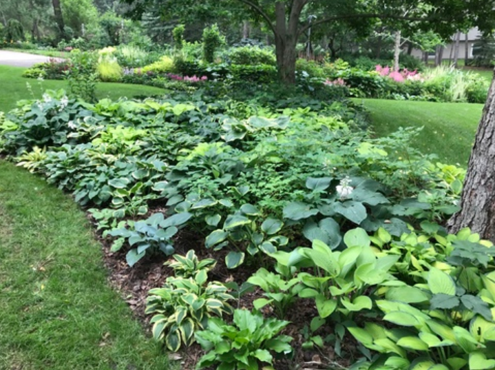 Healthy Hostas are growing on this property because the homeowner uses Bobbex Deer Repellent to keep the deer from eating her plants.