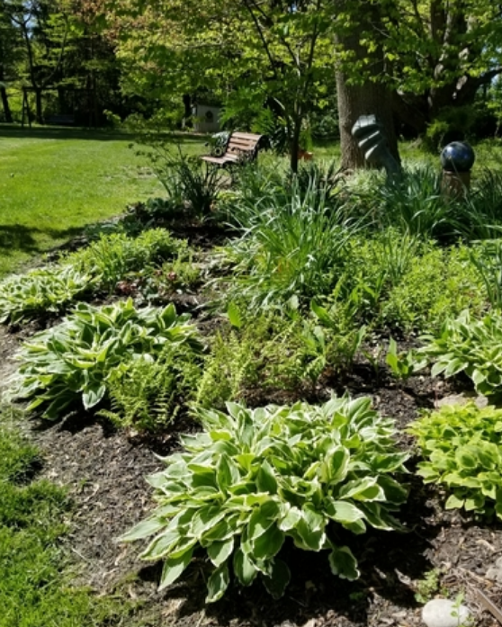 Healthy Hostas thrive in the garden, due to being protected by Bobbex Deer Repellent.