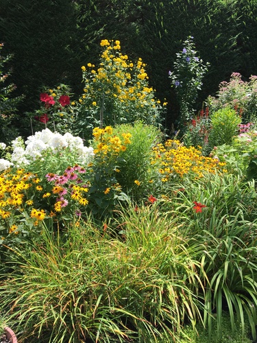 A lush perennial garden with many colorful, healthy plants.
