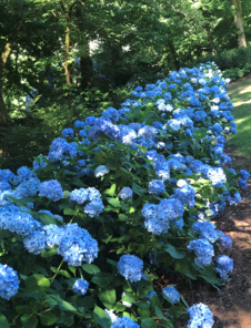 Take good care of hydrangea bushes, and keep deer away with Bobbex repellent and you will have amazing flowers.