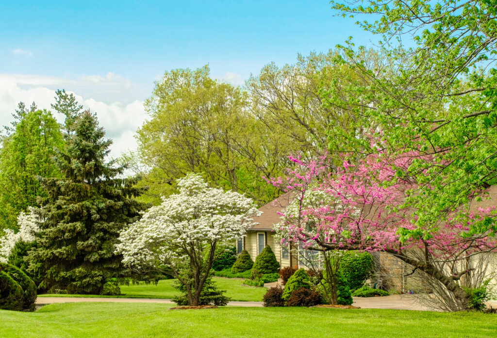Ornamental trees can be planted anywhere around the landscape, providing elegant beauty.