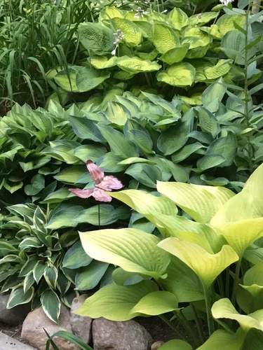 Large-leaved, lush hosta thrive in the garden, protected by eco-friendly Bobbex Deer Repellent.