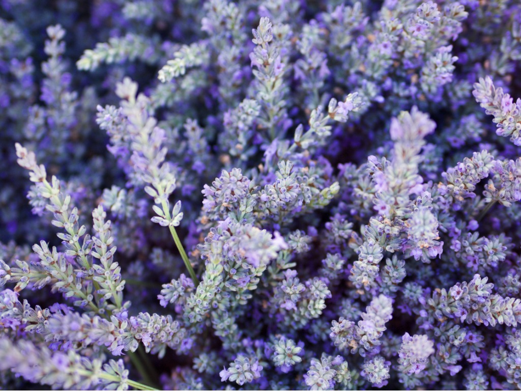 Deer resistant lavender will turn deer away from the garden with its powerful scent and strong taste. It is an effective deterrent and beautiful plant to add to the garden.