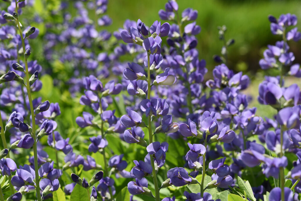 Give Wild Blue Indigo a start in fall for root establishment. Spring will bring blue flowers that will welcome pollinators.