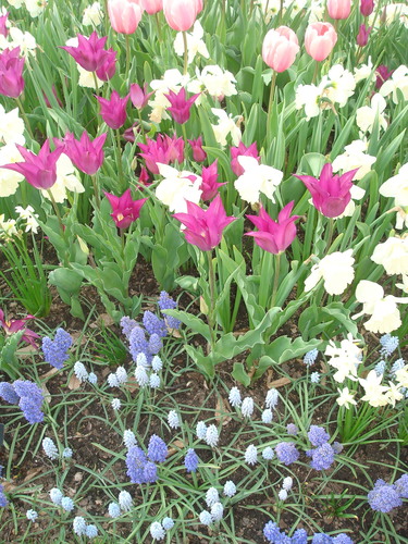 Spring beauty emerges from fall planted bulbs. Purple, pink, and white blooms make a magnificent show.