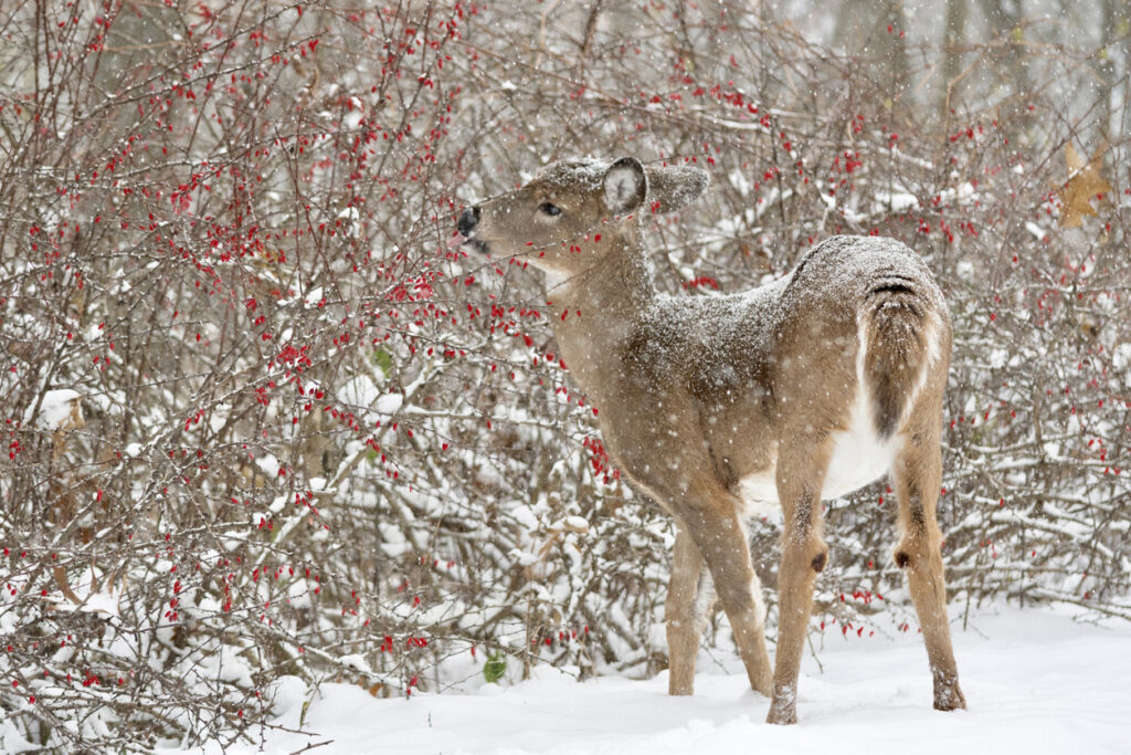 Deer will dine on many different cold weather plants, including evergreens, and shrubs bearing berries and flowers.