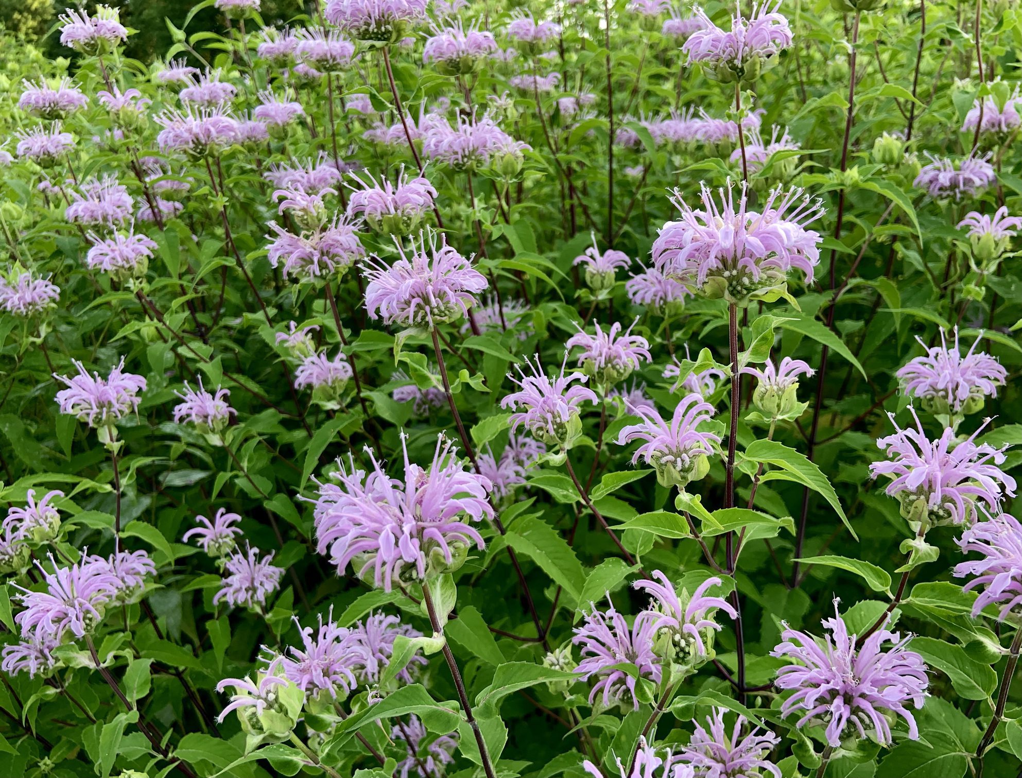 Fragrant plants are an easy and lovely way to deter deer. Bee Balm, shown here, is one of the top choices for beautifying the garden while turning deer away.